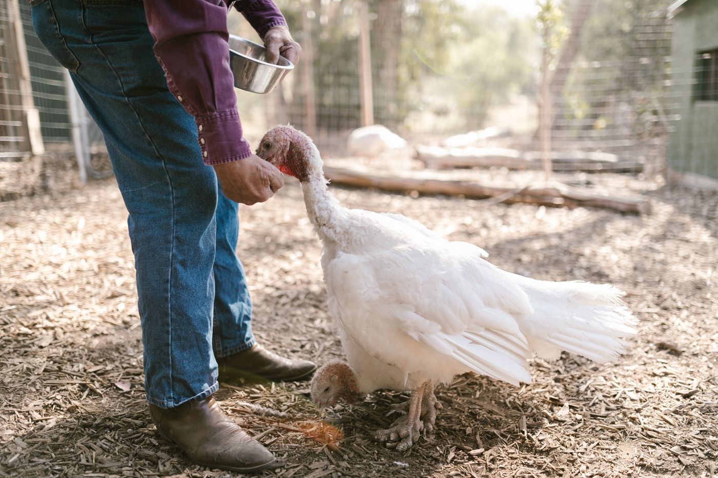 Turkeys in the controlled Atlantis Ingredients raw-material chain